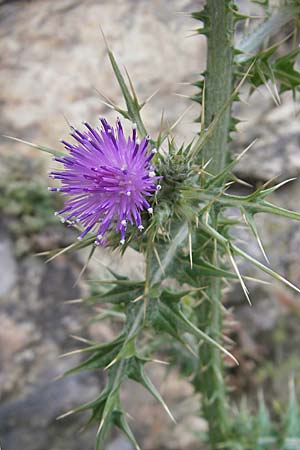 Carduus tenuiflorus \ Schmalkpfige Distel, Korsika Scala di Santa Regina 27.5.2010