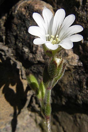 Cerastium soleirolii \ Soleirol-Hornkraut / Soleirol Mouse-Ear, Korsika/Corsica Monte Cinto 25.5.2010
