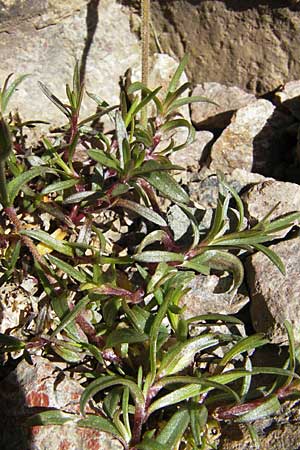 Cerastium soleirolii \ Soleirol-Hornkraut / Soleirol Mouse-Ear, Korsika/Corsica Monte Cinto 25.5.2010