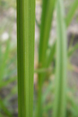 Carex otrubae \ Hain-Segge, Falsche Fuchs-Segge / False Fox Sedge, Korsika/Corsica Tizzano 31.5.2010