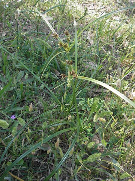 Cyperus rotundus \ Knolliges Zypergras / Purple Nut Sedge, Korsika/Corsica Aregno Marina 24.5.2010