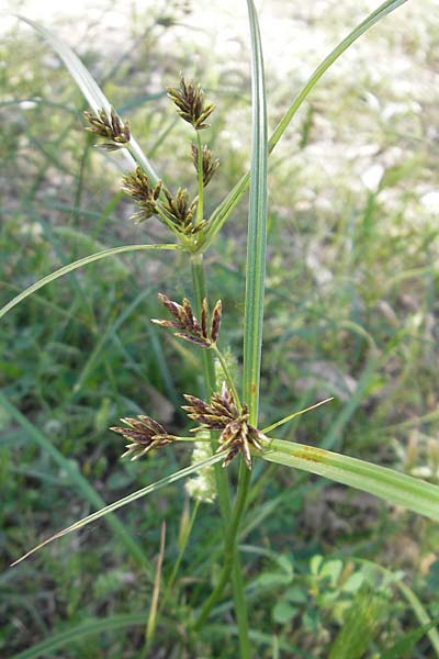Cyperus rotundus \ Knolliges Zypergras / Purple Nut Sedge, Korsika/Corsica Aregno Marina 24.5.2010