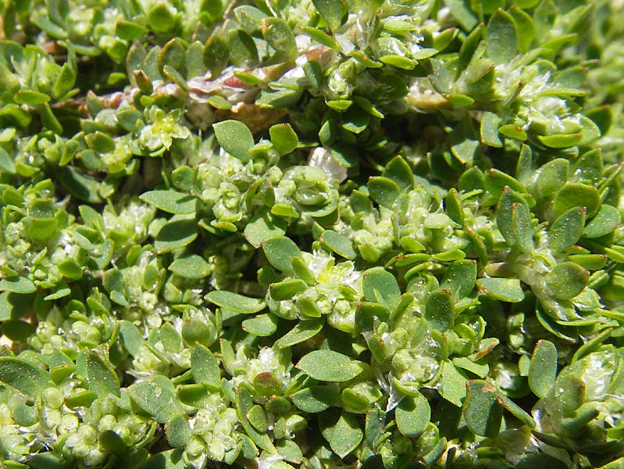 Paronychia polygonifolia \ Kn&ouml;terich-Nagelkraut / Knotgrass-Leaved Nailwort, Korsika/Corsica Restonica 26.5.2010