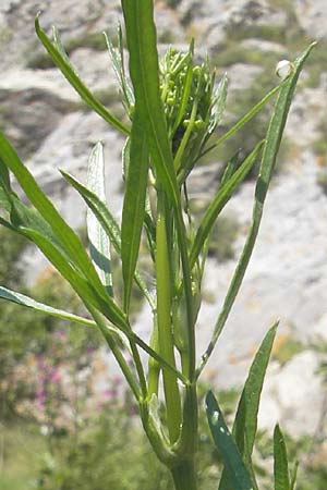 Levisticum officinale \ Liebstckel, Maggikraut / Lovage, Korsika/Corsica Speloncato 24.5.2010