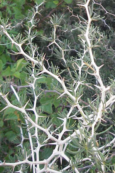 Asparagus albus \ Wei&szlig;st&auml;ngeliger Spargel / White Asparagus, Korsika/Corsica Porto 28.5.2010