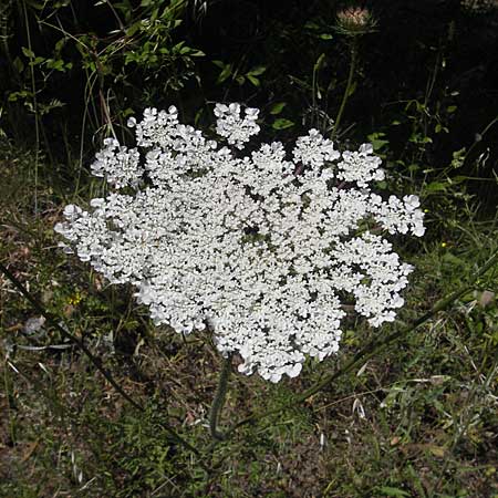 Daucus carota subsp. maximus \ Riesen-M�hre / Bird's Nest, Korsika/Corsica L'Ile-Rousse 24.5.2010
