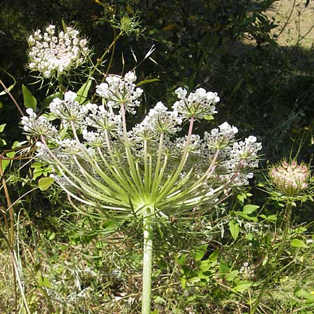 Daucus carota subsp. maximus \ Riesen-M�hre / Bird's Nest, Korsika/Corsica L'Ile-Rousse 24.5.2010