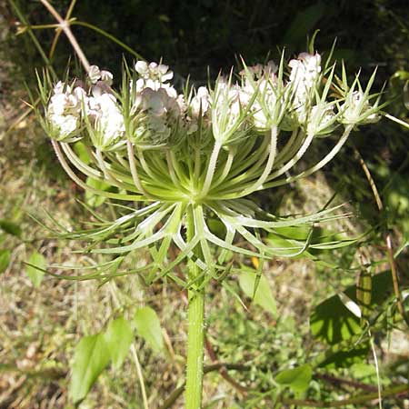 Daucus carota subsp. maximus \ Riesen-M�hre / Bird's Nest, Korsika/Corsica L'Ile-Rousse 24.5.2010