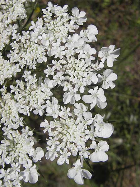 Daucus carota subsp. maximus \ Riesen-M�hre / Bird's Nest, Korsika/Corsica L'Ile-Rousse 24.5.2010