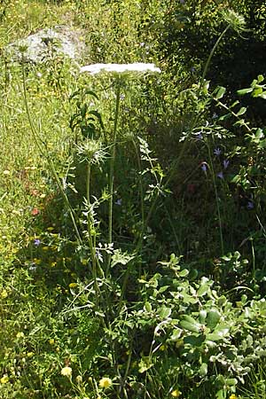 Daucus carota subsp. maximus \ Riesen-M�hre / Bird's Nest, Korsika/Corsica L'Ile-Rousse 24.5.2010