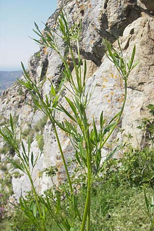 Levisticum officinale \ Liebstckel, Maggikraut / Lovage, Korsika/Corsica Speloncato 24.5.2010