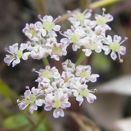 Ligusticum corsicum \ Korsische Mutterwurz / Corsian Mutelline, Korsika/Corsica Zonza 2.6.2010