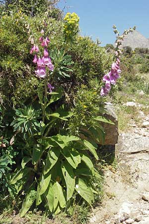 Digitalis purpurea \ Roter Fingerhut / Foxgloves, Korsika/Corsica Calacuccia 27.5.2010