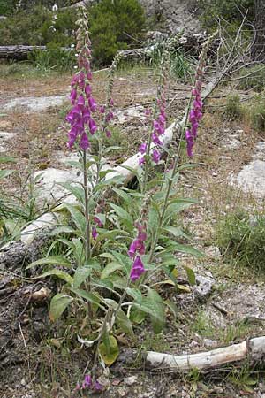 Digitalis purpurea \ Roter Fingerhut / Foxgloves, Korsika/Corsica Zonza 2.6.2010