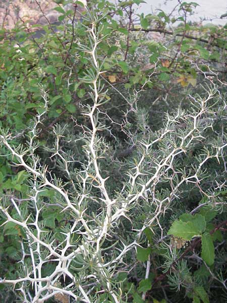 Asparagus albus \ Wei&szlig;st&auml;ngeliger Spargel / White Asparagus, Korsika/Corsica Porto 28.5.2010
