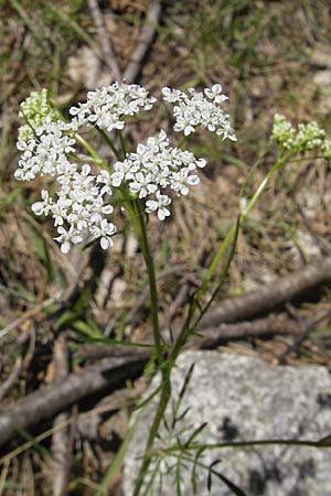 Ligusticum corsicum ? \ Korsische Mutterwurz / Corsian Mutelline, Korsika/Corsica Calacuccia 27.5.2010