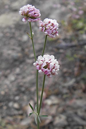 Dorycnopsis gerardi \ Gerards Wundklee / Gerard's Kidney Vetch, Korsika/Corsica Sartene 30.5.2010