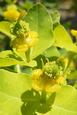 Euphorbia hyberna \ Irische Wolfsmilch / Irish Spurge, Korsika/Corsica Calacuccia 27.5.2010