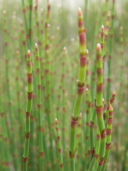 Equisetum x trachyodon ? \ Rauz&auml;hniger Schachtelhalm / Mackay's Horsetail, Korsika/Corsica Porto 28.5.2010