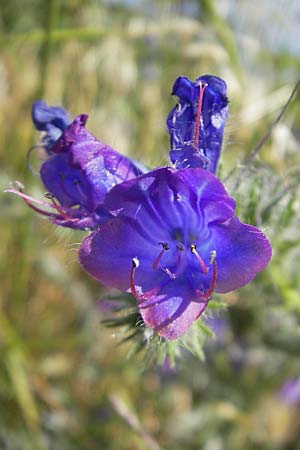 Echium plantagineum \ Wegerich-Natternkopf / Purple Viper's Bugloss, Korsika/Corsica L'Ile-Rousse 24.5.2010