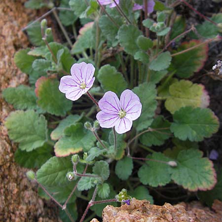 Erodium corsicum \ Korsischer Reiherschnabel / Corsican Stork's-Bill, Korsika/Corsica Porto Marina 29.5.2010