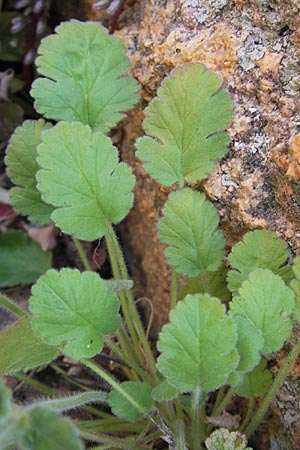 Erodium corsicum \ Korsischer Reiherschnabel / Corsican Stork's-Bill, Korsika/Corsica Porto Marina 29.5.2010