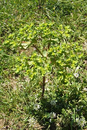 Euphorbia helioscopia \ Sonnwend-Wolfsmilch, Sonnen-Wolfsmilch / Sun Spurge, Korsika/Corsica Asco 25.5.2010