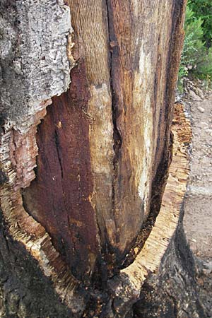 Quercus suber \ Kork-Eiche / Cork Oak, Korsika/Corsica Porto Vecchio 2.6.2010