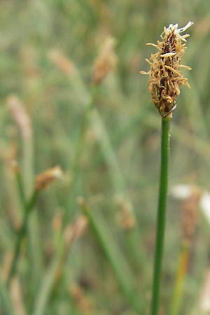 Eleocharis palustris agg. \ Gewhnliche Sumpfbinse, Gemeine Sumpfsimse / Common Spike Rush, Korsika/Corsica Tizzano 31.5.2010