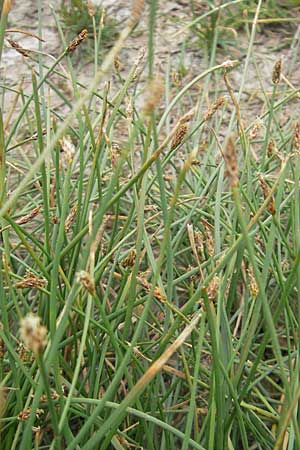 Eleocharis palustris agg. \ Gewhnliche Sumpfbinse, Gemeine Sumpfsimse / Common Spike Rush, Korsika/Corsica Tizzano 31.5.2010