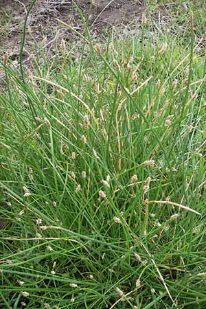Eleocharis palustris agg. \ Gewhnliche Sumpfbinse, Gemeine Sumpfsimse / Common Spike Rush, Korsika/Corsica Tizzano 31.5.2010