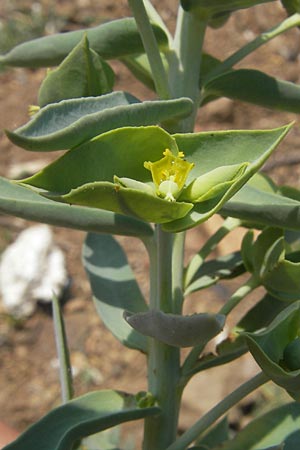 Euphorbia paralias \ K&uuml;sten-Wolfsmilch / Sea Spurge, Korsika/Corsica Porto 28.5.2010