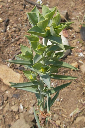 Euphorbia paralias \ K&uuml;sten-Wolfsmilch / Sea Spurge, Korsika/Corsica Porto 28.5.2010