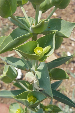 Euphorbia paralias \ K&uuml;sten-Wolfsmilch / Sea Spurge, Korsika/Corsica Porto 28.5.2010