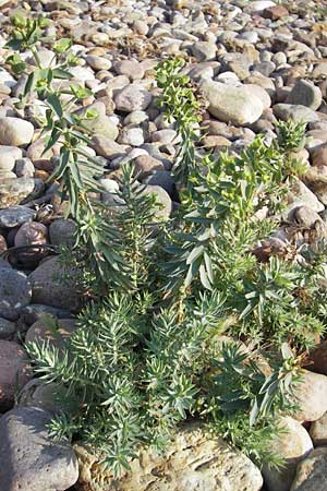 Euphorbia paralias \ K&uuml;sten-Wolfsmilch / Sea Spurge, Korsika/Corsica Porto 28.5.2010