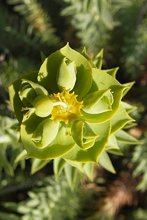 Euphorbia paralias \ K&uuml;sten-Wolfsmilch / Sea Spurge, Korsika/Corsica Porto 28.5.2010