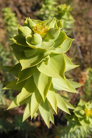 Euphorbia paralias \ K&uuml;sten-Wolfsmilch / Sea Spurge, Korsika/Corsica Porto 28.5.2010
