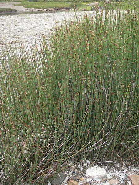 Equisetum x trachyodon ? \ Rauz&auml;hniger Schachtelhalm / Mackay's Horsetail, Korsika/Corsica Porto 28.5.2010