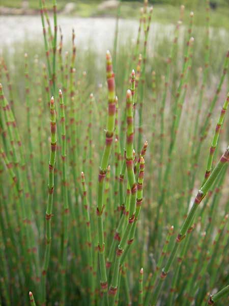 Equisetum x trachyodon ? \ Rauz&auml;hniger Schachtelhalm / Mackay's Horsetail, Korsika/Corsica Porto 28.5.2010