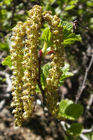 Alnus alnobetula subsp. suaveolens \ Gr&uuml;n-Erle / Green Alder, Korsika/Corsica Monte Cinto 25.5.2010