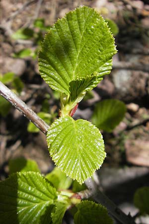 Alnus alnobetula subsp. suaveolens \ Gr&uuml;n-Erle / Green Alder, Korsika/Corsica Monte Cinto 25.5.2010