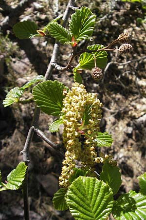 Alnus alnobetula subsp. suaveolens \ Gr&uuml;n-Erle / Green Alder, Korsika/Corsica Monte Cinto 25.5.2010