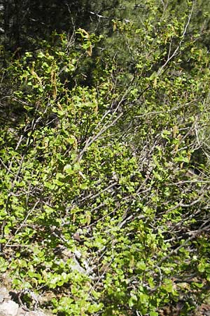 Alnus alnobetula subsp. suaveolens \ Gr&uuml;n-Erle / Green Alder, Korsika/Corsica Monte Cinto 25.5.2010