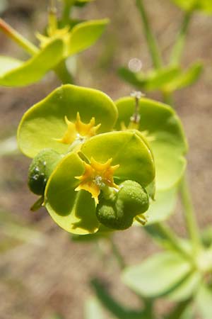 Euphorbia segetalis \ Saat-Wolfsmilch / Grainfield Spurge, Korsika/Corsica L'Ile-Rousse 24.5.2010