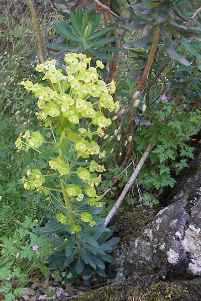 Euphorbia hirsuta \ Behaarte Wolfsmilch / Hairy Spurge, Korsika/Corsica Scala di Santa Regina 27.5.2010