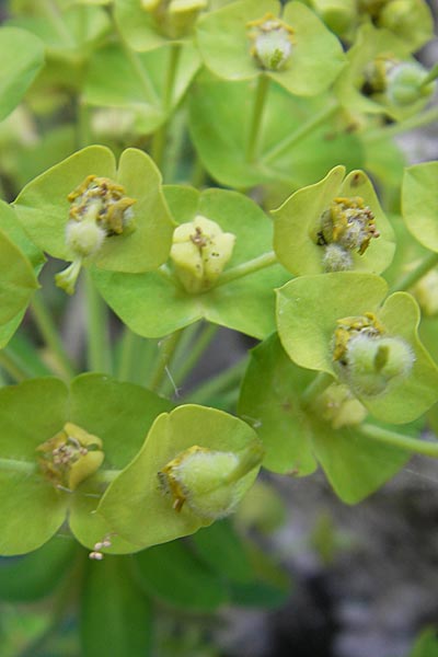 Euphorbia hirsuta \ Behaarte Wolfsmilch / Hairy Spurge, Korsika/Corsica Scala di Santa Regina 27.5.2010