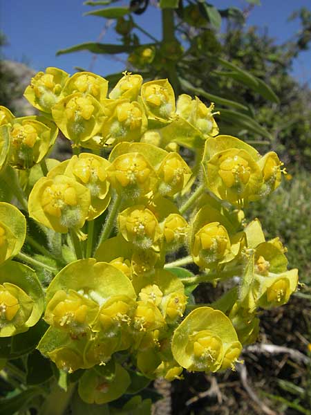 Euphorbia hirsuta \ Behaarte Wolfsmilch / Hairy Spurge, Korsika/Corsica Scala di Santa Regina 27.5.2010
