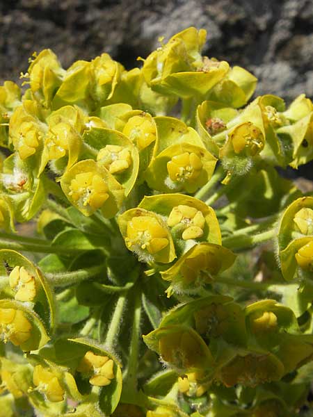 Euphorbia hirsuta \ Behaarte Wolfsmilch / Hairy Spurge, Korsika/Corsica Scala di Santa Regina 27.5.2010