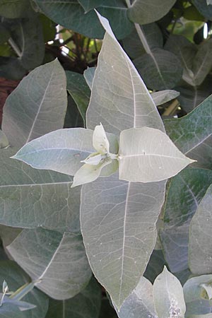 Eucalyptus globulus, Blue Gum