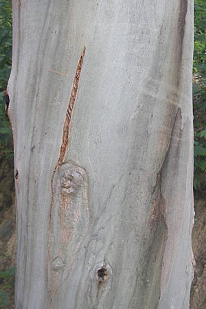 Eucalyptus globulus \ Blauer Eukalyptus / Blue Gum, Korsika/Corsica Porto 30.5.2010